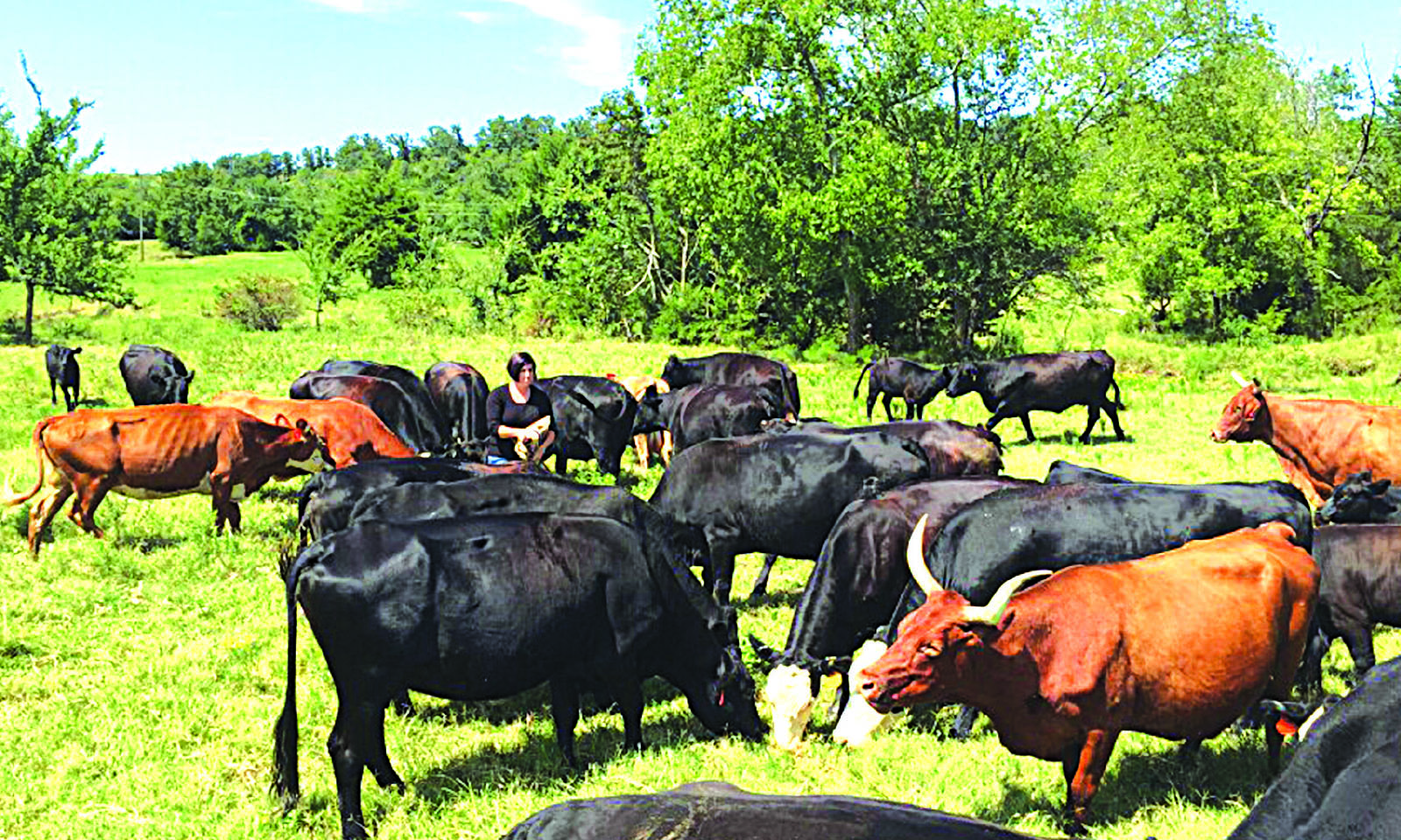 POLICE RECOVER HERD OF 16 STOLEN CATTLE