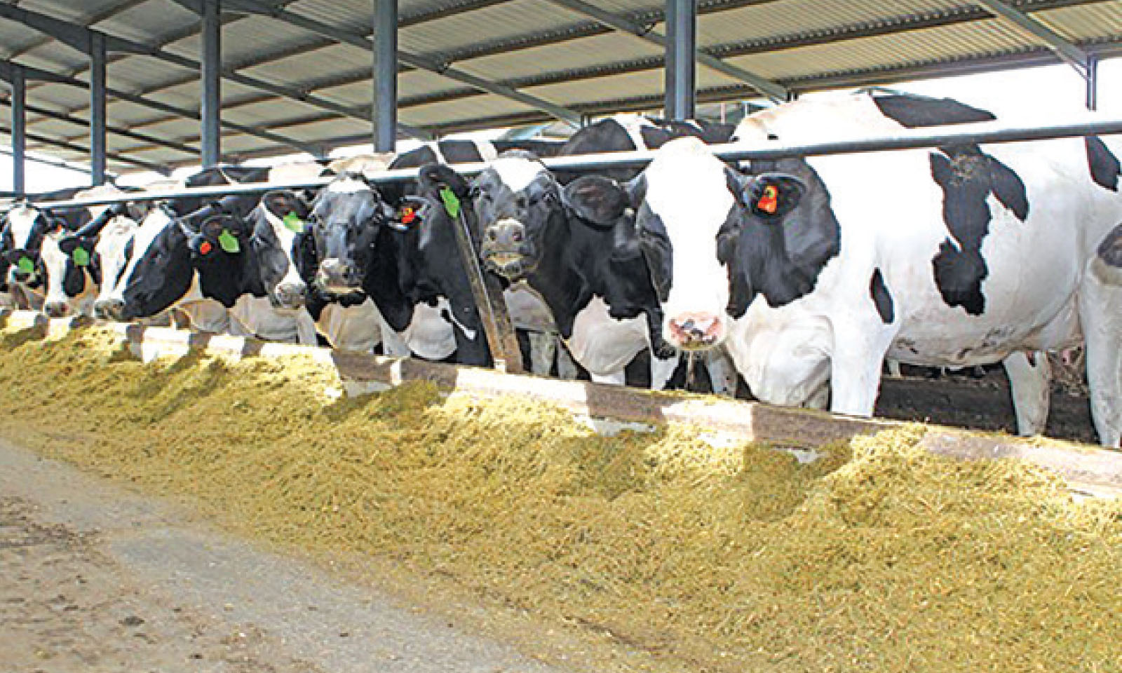 Zim raw milk production hits record high